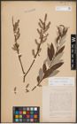 Foto von Salix caprea L. x Salix eleagnos Scop.